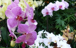 Jak přesadit orchideje
